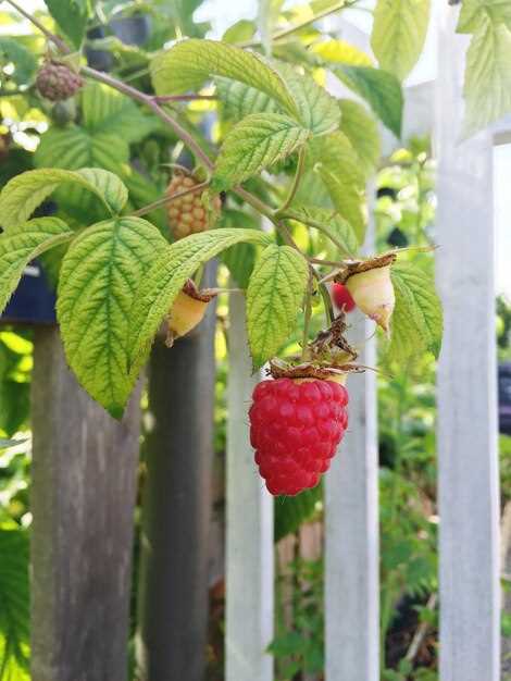 Варианты применения Raspberry в образовательных целях